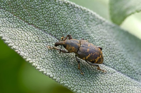 Curculionidae, spruce weevils, large brown weevils, Hylobius abietis, large pine weevil, weevils,