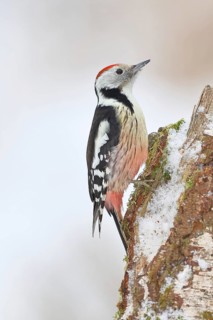 Middle Spotted Woodpecker (Dendrocopos medius) foraging on the trunk of a grey birch (Betula