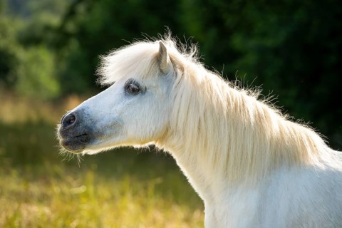 Pony, Shetland pony, mold, gelding, portrait, in the pasture, in the evening