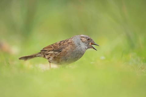 Dunnock or Hedge sparrow (Prunella modularis) adult garden bird on a grass lawn, Suffolk, England,