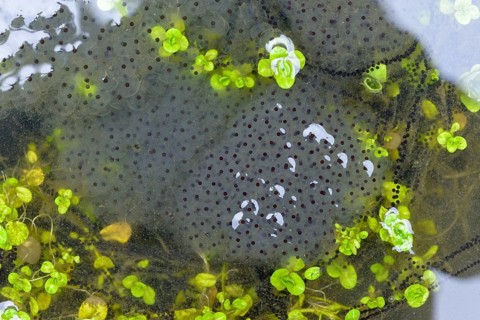 Bufo bufo, common frog, common toad, common toad, Common Frog, rana temporaria, amphibians,