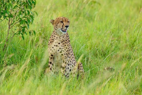 A cheetah sits in the grass and appears to be smiling, surrounded by lush vegetation, cheetah