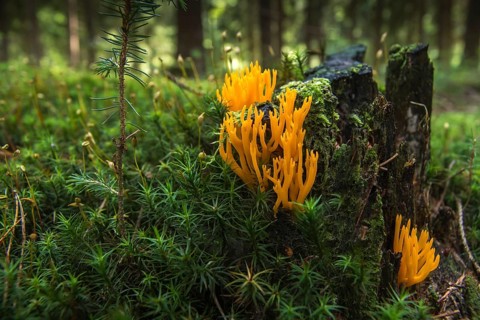 Golden yellow coral, golden yellow goatbeard, coral, orange coral mushroom, ramaria aurea, fungi,