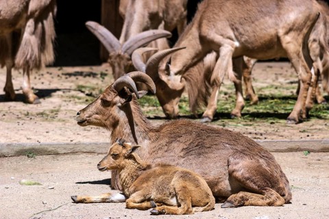 Maned ground deer (Ammotragus lervia) with a young, Nuremberg Zoo, Middle Franconia, Bavaria,