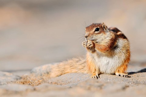 Atlas squirrel or North African bristle squirrel (Atlantoxerus getulus) sitting on a rock and