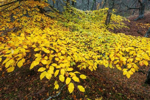 European beech (Fagus sylvatica) in autumn colours, Aviemore, Scotland, Great Britain