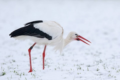 White Stork (Ciconia ciconia) foraging in snow, North Rhine-Westphalia, Germany