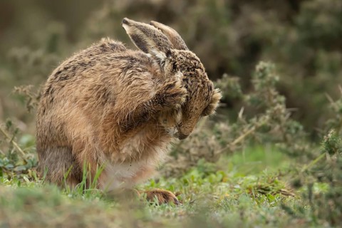 European brown hare (Lepus europaeus) adult animal washing its face in grassland, England, United