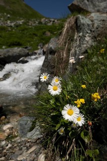 Plant species: Alpine daisy (Bellidiastrum michelii), Heiligenblut on the Großglockner, Carinthia,