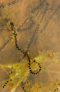 Bufo calamita, epidalea calamita, toad, natterjack toad, amphibians, amphibians, high size,