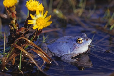 Blue male moor frog during spawning season, Germany, Federal Republic of Germany