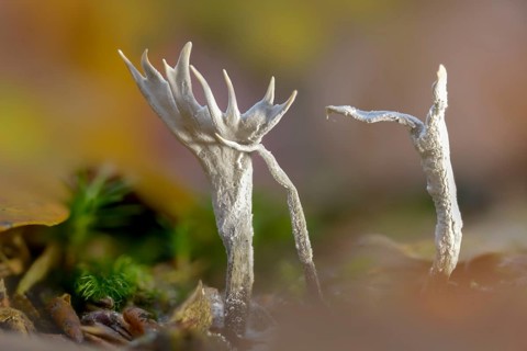 Antler-shaped wooden club, wooden club, xylaria hypoxylon, candlesnuff fungus, candlestick fungus,