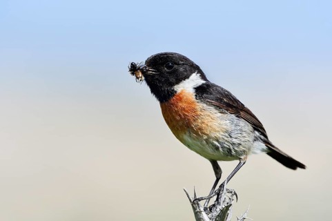 Stonechat (Saxicola rubicola), male with insects in his beak, Algarve, Portugal