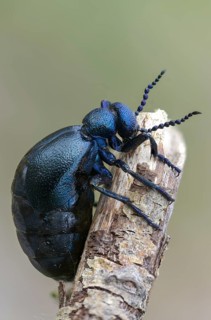 Blue mayworm, meloe cf violaceus, meloe violaceus, meloid beetle, purple oil beetle, beetle,