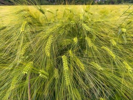 Wide-angle close-up of barley (Hordeum vulgare) in a large field, plant species from the sweet