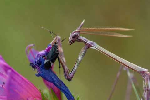 Empusa pennata, crested mantis, Conehead mantis, Extremadura, mantis, insects, Spain