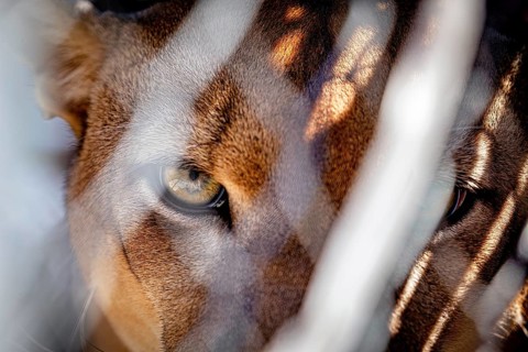 A cat peering through a mesh fence, with striped fur, in the shade, a mountain lion or Cougar in an