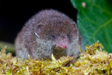 Crocidura Russula, Greater White-Toothed Shrew, House Shrew, Insectivora, Insectivora, Mammals,