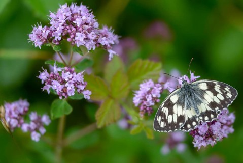 Board game, women's board, marbled white, melanargia galathea, checkerboard, butterfly, insects,