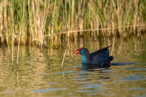 Granelli, Italy, Pantano Cuba lagoon, Pantani Cuba and Longarini, porphyrio porphyrio, purple