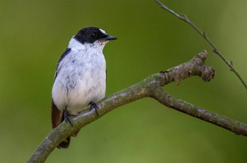 Collared flycatcher, ficedula albicollis, collared snapper, birds, passeri, songbirds, birds