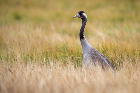 A crane (Grus grus) in a cornfield, Goldenstedt, Lower Saxony, Germany