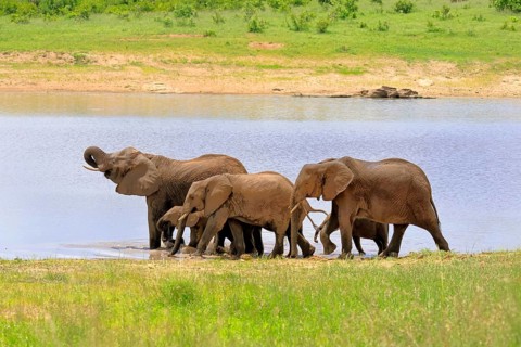 African elephant (Loxodonta africana), adult, calves, herd, by the water, drinking, Kruger National