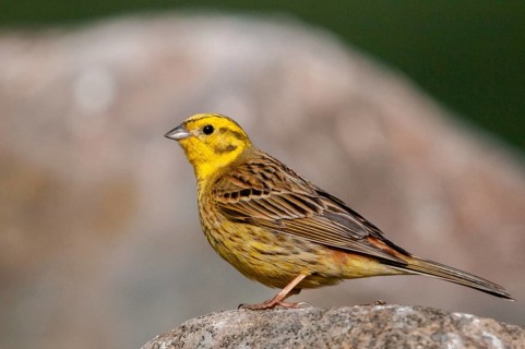 Brandenburg, Emberiza Citrinella, Germany, Yellowhammer, Nabu, national natural heritage, natural