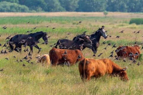 Artiodactyla, Bos Primigenius Taurus, Cattle, Equus Caballus, Even-Toed Ungulate, Germany, Großer