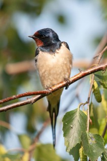Hirundo rustica, house martin, barn swallow, birds, high size, portrait format, passeri, swallows,