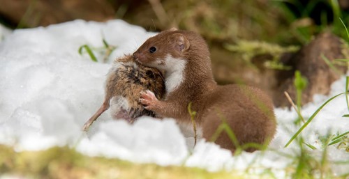 Carnivora, least weasel, mouse weasel, mustela nivalis, predators, prey, capture, hunting, mammals,
