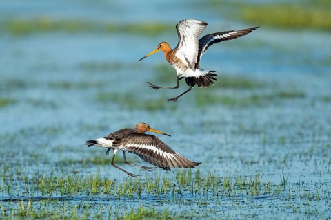 Black-tailed godwits (Limosa limosa) squabbling in flight in a wet meadow, Oldenburg Münsterland,