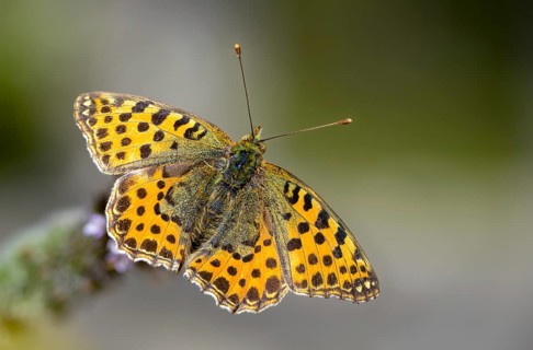 Argynnis Lathonia, Issoria Lathonia, Little Mother of Pearl Butterfly, Queen of Spain Fritillary,