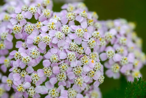 Achillea millefolium, asteraceae, common yarrow, common yarrow, daisy, yarrow, common yarrow,