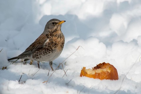 FieldFare, Turdus Pilaris, Juniper Thrush, Birds, Thrush, Garden, Meadow Orchard, Passeri,