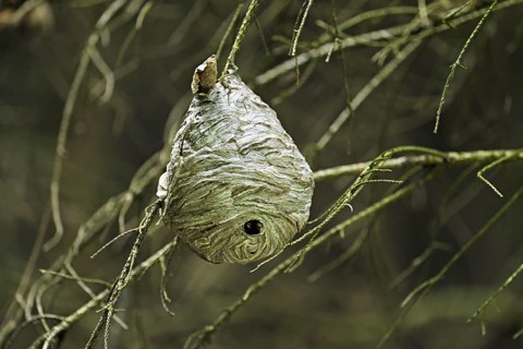 Wasp nest on tree in Wald, Lindenberg, Freiamt, Canton of Aargau, Switzerland