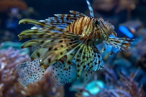 Lionfish (Pterois volitans) in the aquarium at the Tiergarten, Am Tiergarten 30, Nuremberg, Middle