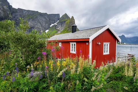 Rorbuer, typical red wooden house between blooming flowers, on the banks of Reinefjord, Reine,