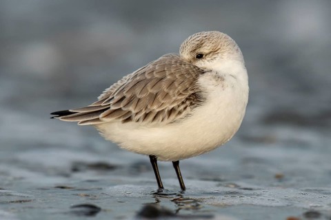 Sanderling (Calidris alba), Nordesee, Heligoland, Schleswig-Holstein, Germany