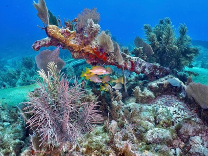 Colourful growth of a shipwreck underwater with small fish, Hannah M. Bell wreck dive site, John
