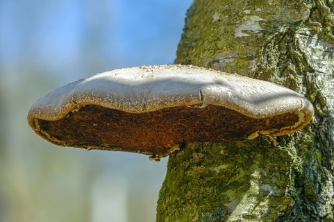 Birch Porling, Birch Sponge, Birch Tongue, Fomitopsis Betulina, Piptoporus Betulinus, Birch