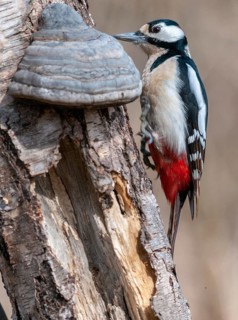 Great Spotted Woodpecker, Great Spotted Woodpecker, Birds, High Size, Portrait, Male, Piciform,