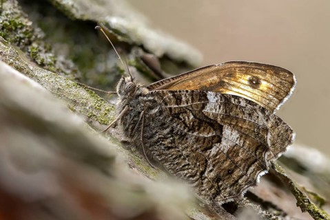 Brandenburg, Germany, Hipparchia Semele, Nabu, Nabu project, national natural heritage, Grünhaus