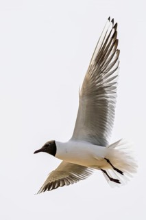 Black-headed Gull, Chroicocephalus ridibundus, bird in flight, England, United Kingdom