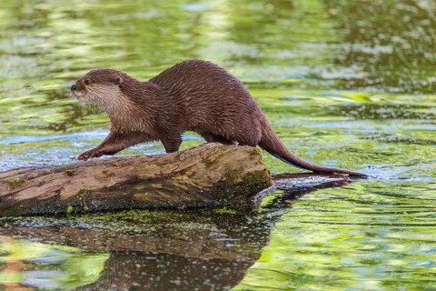 On a sunny day, an oriental small-clawed otter (Aonyx cinerea) walks along a log floating in the