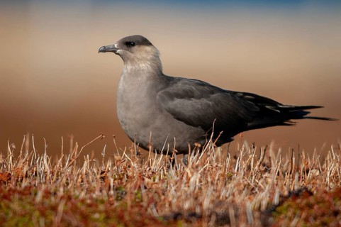 Arctic hunter, arctic skua, arctic tern, Norway, parasitic hunter, parasitic skua, parasite