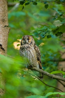 One long-eared owl (Asio otus), sitting on a branch of a tree, between green leaves