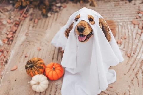 A cocker spaniel dog dressed in a ghost costume sits on the ground. Nearby are small pumpkins in