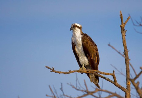 Animals Birds Eagles Osprey perched on a perch, Osprey (Haliaetus padion), Florida