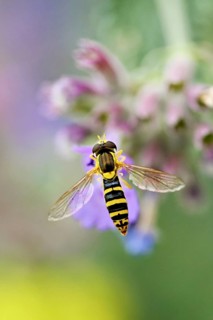 Common long-bellied hoverfly (Sphaerophoria scripta), on a catmint (Nepeta x faassenii) flower,